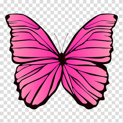 pink butterfly drawing