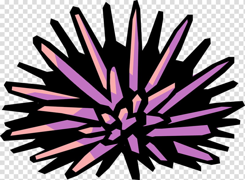 Pink Flower, Sea Urchin, Seafood, Purple, Line, Petal, Symmetry transparent background PNG clipart