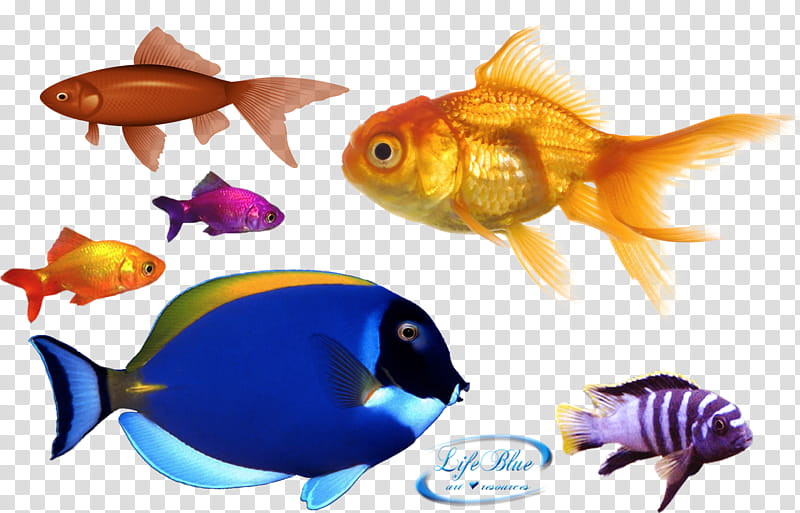 Goldfish, assorted-color fish transparent background PNG clipart