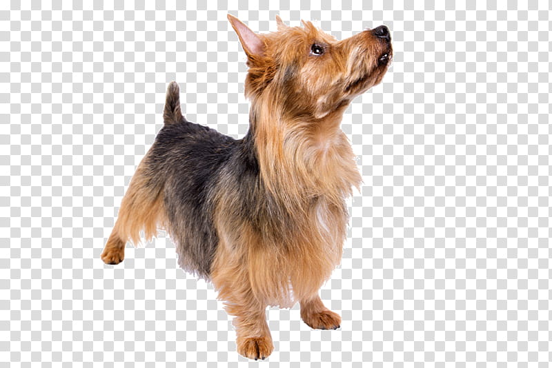 Dog Paw, Australian Terrier, Australian Silky Terrier, Norwich Terrier, Norfolk Terrier, Yorkshire Terrier, Staffordshire Bull Terrier, Companion Dog transparent background PNG clipart