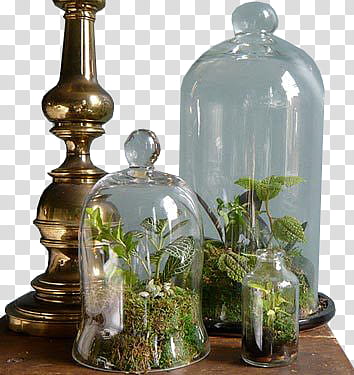 S, three clear glass terrariums on the table transparent background PNG clipart