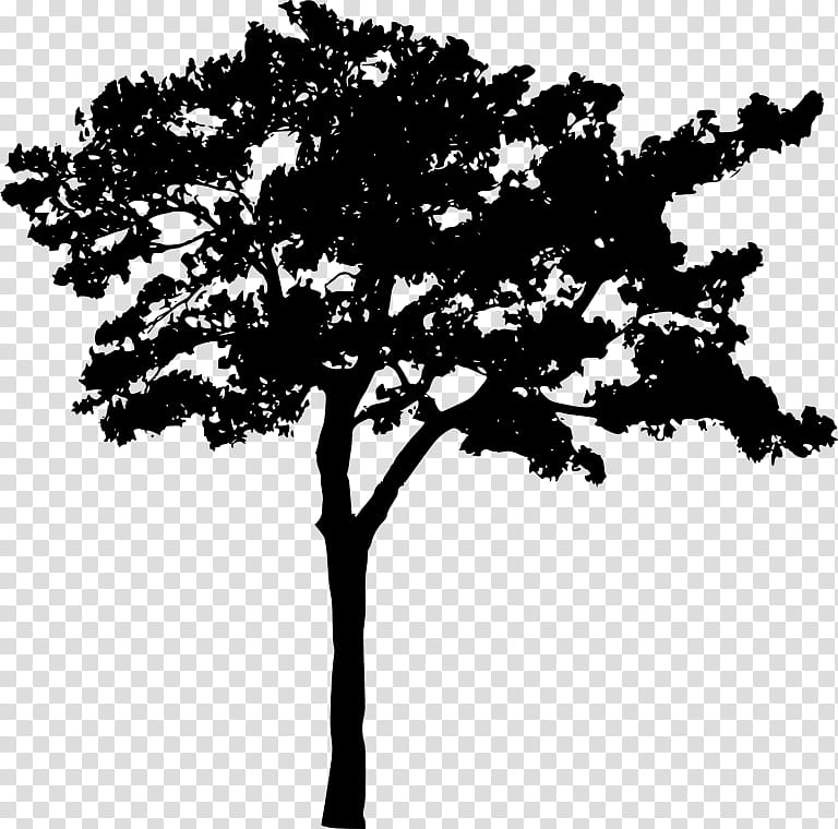 Tree Trunk Drawing, Silhouette, Branch, Oak, Woody Plant, Leaf, Sky, Plant Stem transparent background PNG clipart