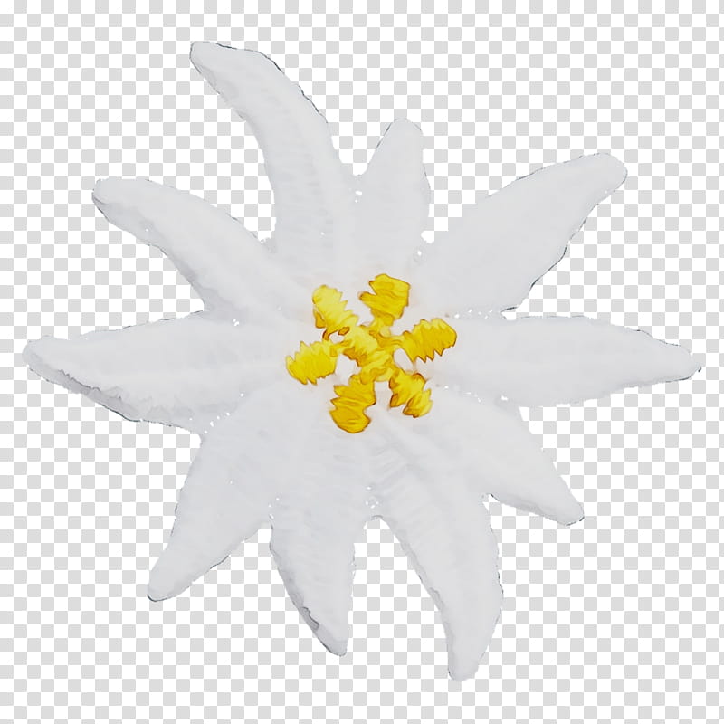 Flowers, Cut Flowers, Plants, White, Yellow, Petal, Edelweiss, Narcissus transparent background PNG clipart