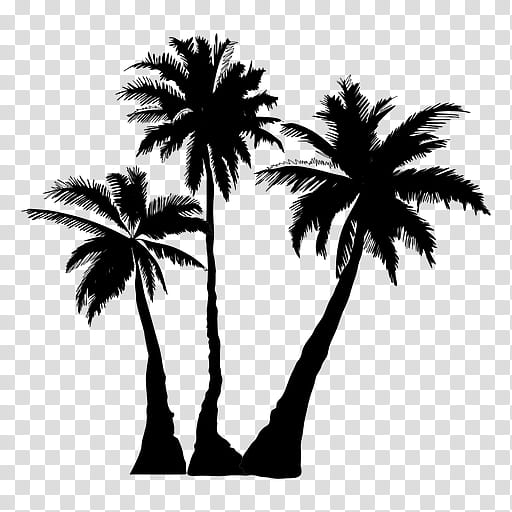 Coconut Tree Drawing, Palm Trees, Silhouette, Arecales, Woody Plant, Blackandwhite, Attalea Speciosa, Desert Palm transparent background PNG clipart