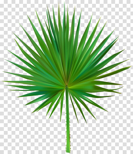 Palm Tree Leaf, Asian Palmyra Palm, Plant Stem, Plants, Palm Trees, Art Museum, Saw Palmetto Extract, Palmleaf Manuscript transparent background PNG clipart