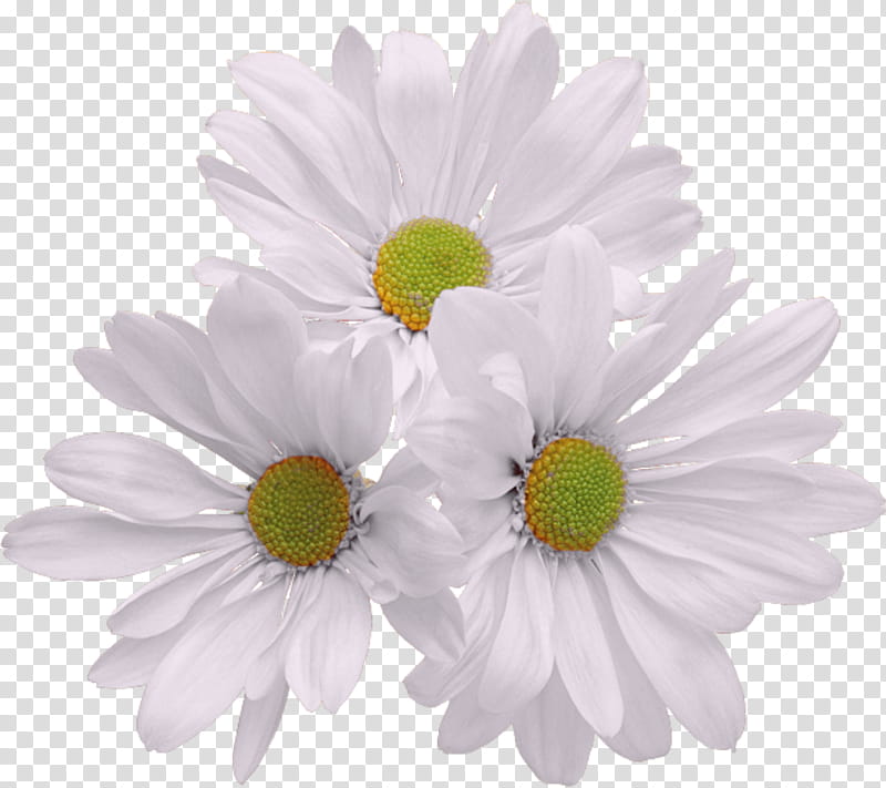 Floral Flower, Chrysanthemum, Flower Bouquet, Common Daisy, Cut Flowers, Transvaal Daisy, Floristry, Sticker transparent background PNG clipart