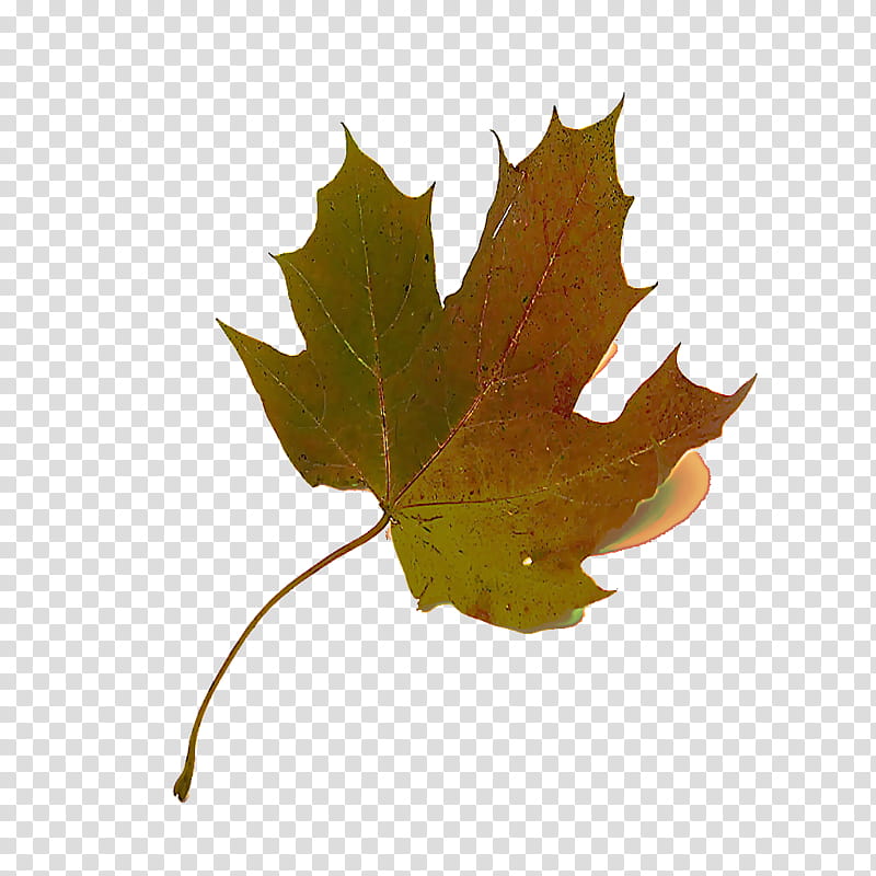 Maple leaf, Tree, Black Maple, Plant, Plane, Woody Plant, Planetree Family, Holly transparent background PNG clipart