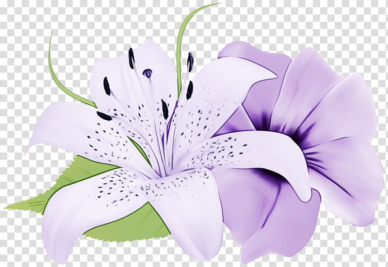 Purple Watercolor Flower, Paint, Wet Ink, Lily stargazer, Lilac, Flower Bouquet, Violet, Irises transparent background PNG clipart