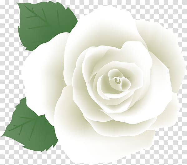 Flowers, Garden Roses, Floribunda, Cabbage Rose, White, Cut Flowers, Petal, Rose Family transparent background PNG clipart