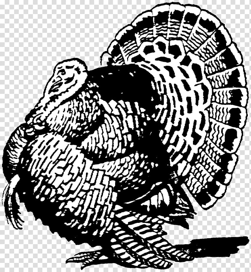 Thanksgiving Turkey Drawing, Wild Turkey, Black Turkey, Turkey Meat, Silhouette, Line Art, Blackandwhite transparent background PNG clipart