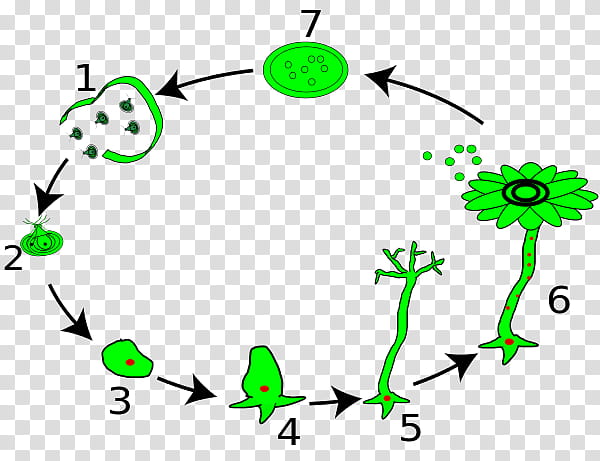 Tree Of Life, Acetabularia, Algae, Acetabularia Acetabulum, Biological Life Cycle, Asexual Reproduction, Plants, Closterium transparent background PNG clipart