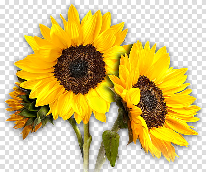 yellow Sunflowers transparent background PNG clipart