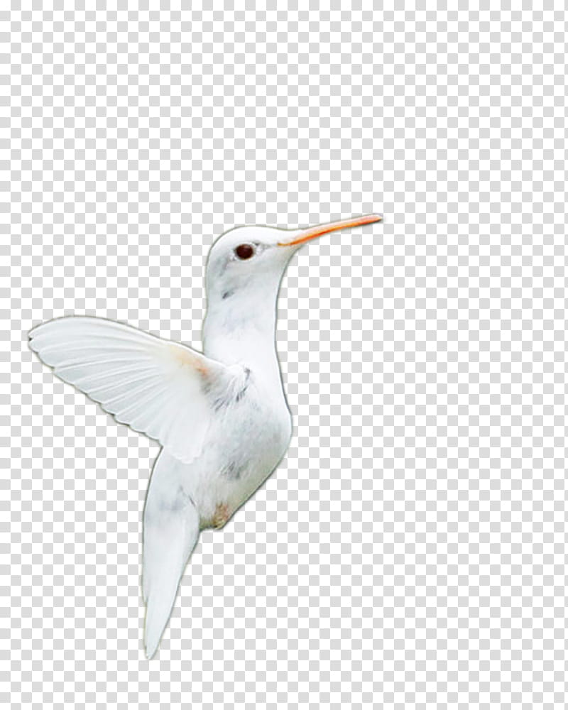 Little albino humming bird , white hummingbird illustration transparent background PNG clipart