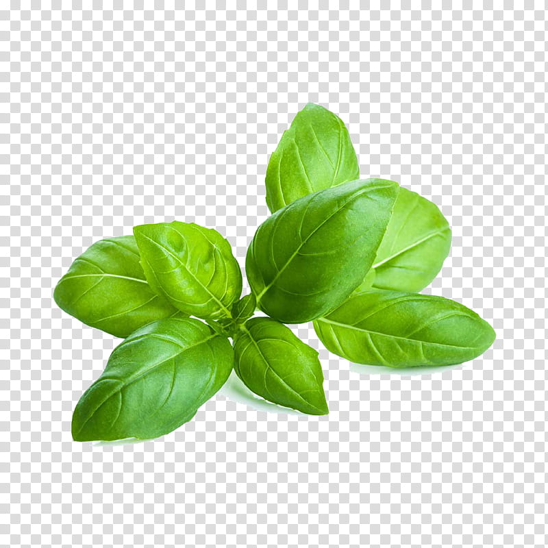 leaf basil plant flower herb, Food, Vegetable, Tatsoi, Lemon Basil, Ocimum transparent background PNG clipart