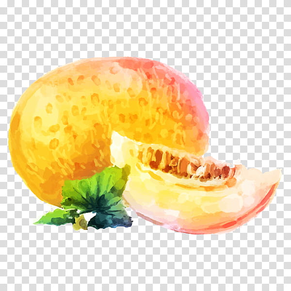 Illustration Of Melon Drawn In Watercolor Stock Illustration - Download  Image Now - Muskmelon, Melon, Watercolor Painting - iStock