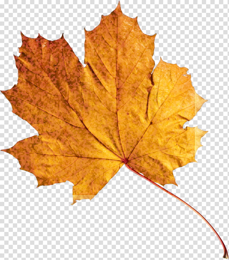 Maple leaf, Tree, Black Maple, Woody Plant, Plane, Deciduous, New Mexico Maple, Planetree Family transparent background PNG clipart