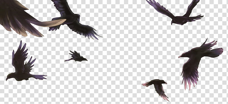 , flock of crows illustration transparent background PNG clipart