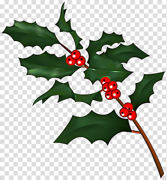 Holly, American Holly, Plant, Leaf, Tree, Flower, Hollyleaf Cherry, Plane transparent background PNG clipart