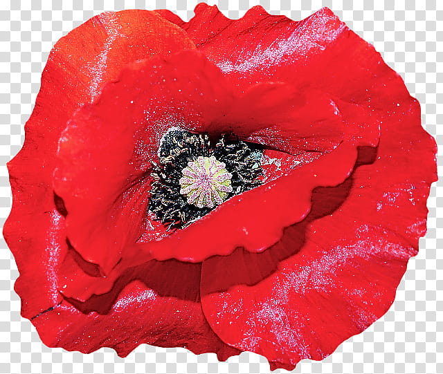 red flower oriental poppy petal poppy, Plant, Poppy Family, Corn Poppy, Coquelicot transparent background PNG clipart