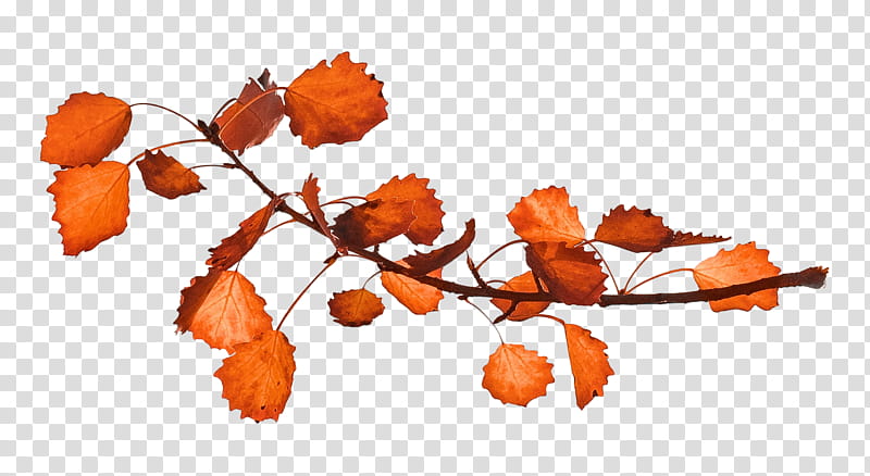 Foliage, orange leaves transparent background PNG clipart