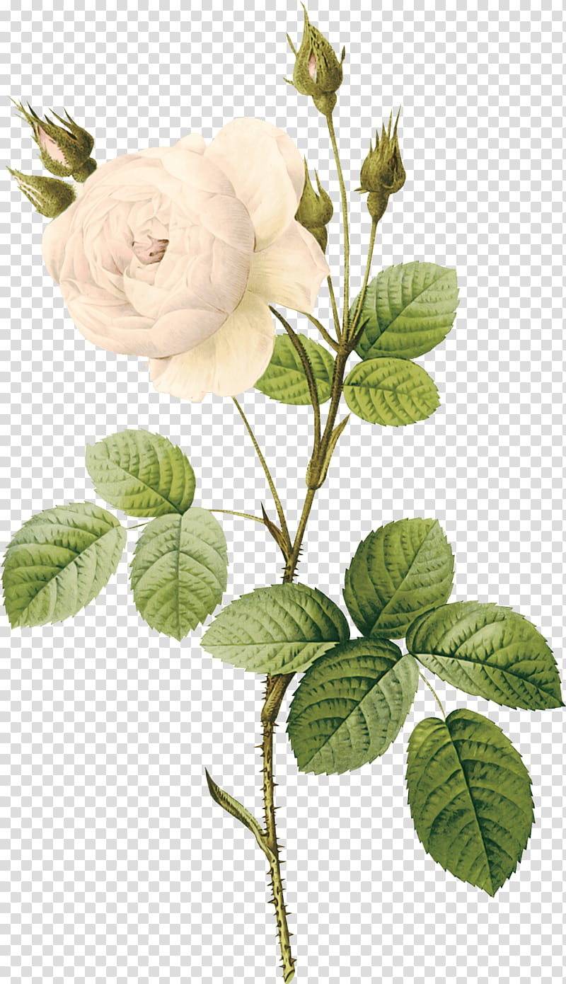 Rose, Flower, Plant, Leaf, Rose Family, Branch, Rose Order, Plant Stem transparent background PNG clipart