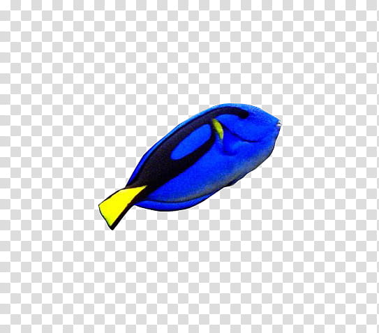 Amazing fishes, blue tang fish transparent background PNG clipart