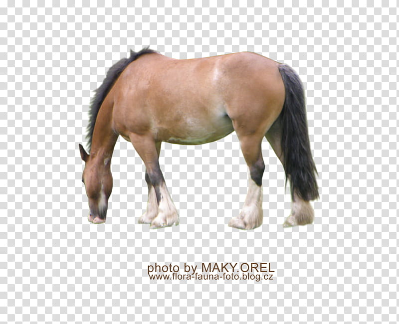 SET Shire horse, brown and white horse gazing transparent background PNG clipart