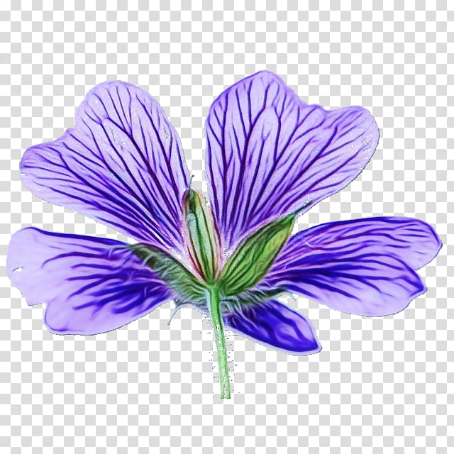 flower purple violet petal plant, Watercolor, Paint, Wet Ink, Geranium, Geraniaceae, Geraniales, Crocus transparent background PNG clipart