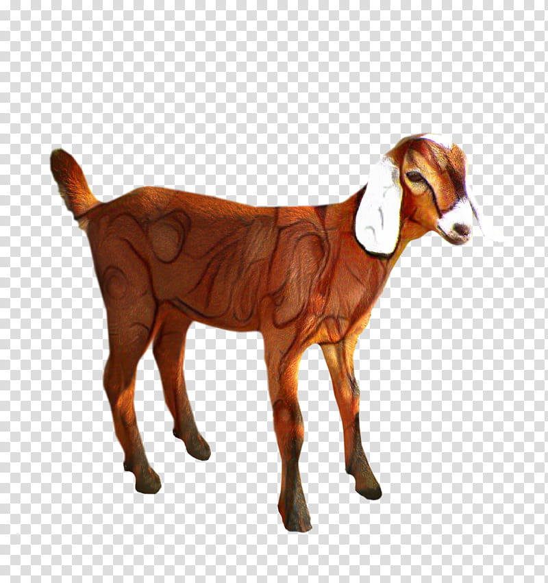 Eid Al Adha Islamic, Eid Mubarak, Muslim, Sheep, Boer Goat, Russian White Goat, Bovidae, Goats transparent background PNG clipart