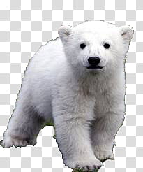 white polar bear transparent background PNG clipart