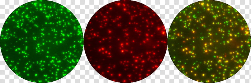 Elispot Glitter, Fluorospot, Cytokine, Interferon Gamma, Cell, Assay, Secretion, Peripheral Blood Cell transparent background PNG clipart