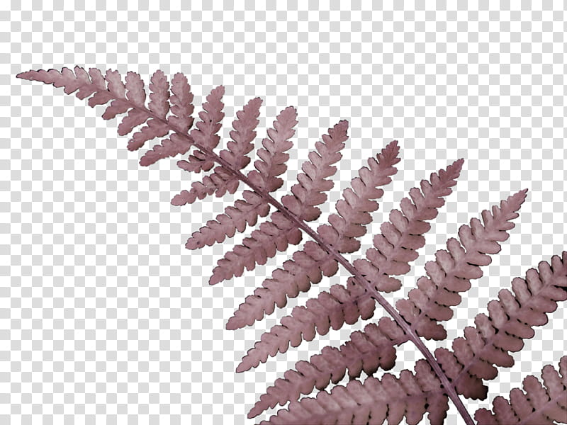 Fern, Watercolor, Paint, Wet Ink, Ferns And Horsetails, Leaf, Vascular Plant, Flower, Pink, Terrestrial Plant transparent background PNG clipart