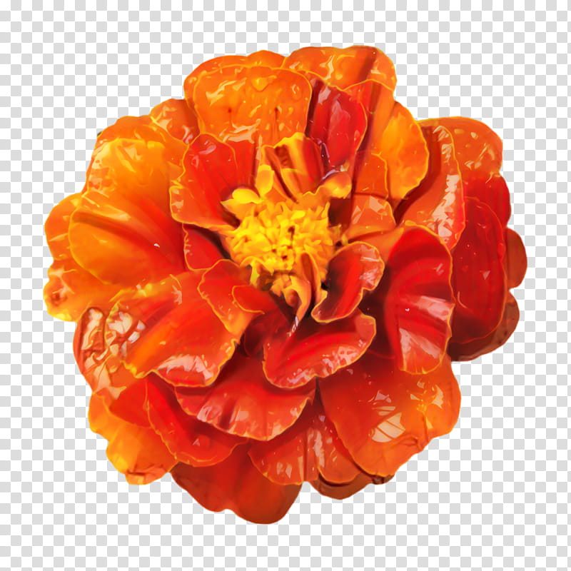 Flowers, Marigold, Blossom, Bloom, Flora, Orange, Pot Marigold, Petal transparent background PNG clipart