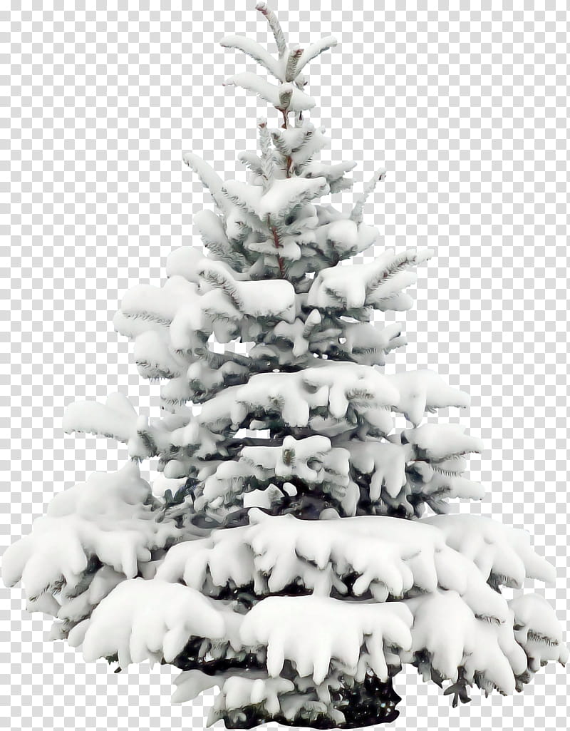 Christmas tree, Balsam Fir, Shortleaf Black Spruce, Colorado Spruce, White Pine, Yellow Fir, Oregon Pine, Canadian Fir transparent background PNG clipart
