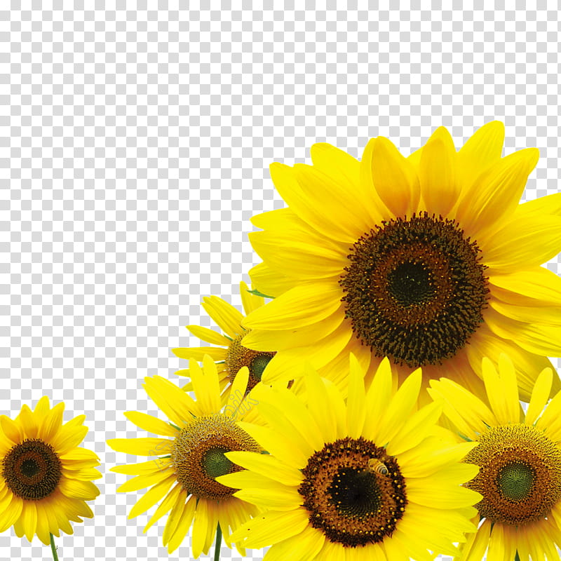 Cartoon Flower, Common Sunflower, cdr, Sunflowers, Yellow, Plant, Sunflower Seed, Petal transparent background PNG clipart