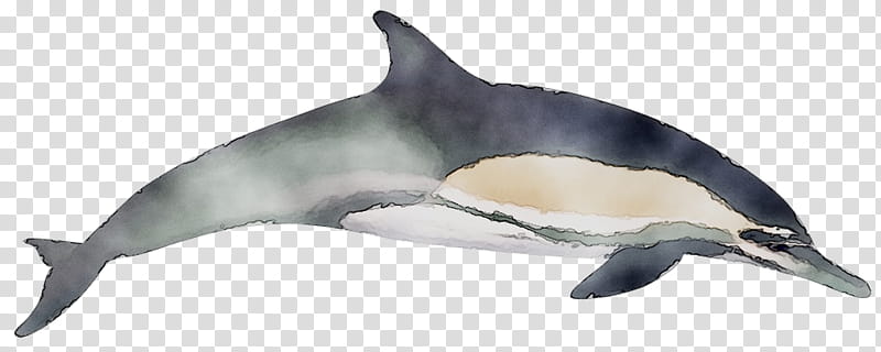Whale, Shortbeaked Common Dolphin, Whitebeaked Dolphin, Roughtoothed Dolphin, Porpoise, Beaked Whale, Longbeaked Common Dolphin, Animal transparent background PNG clipart