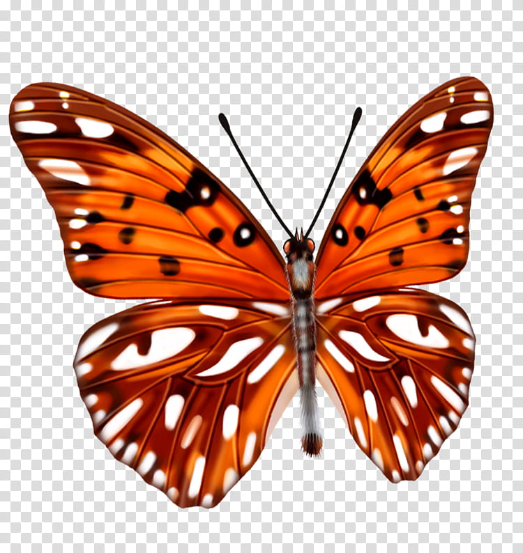 Monarch Butterfly, Insect, Borboleta, Dark Green Fritillary, Lepidoptera, Argynnis, Moths And Butterflies, Cynthia Subgenus transparent background PNG clipart