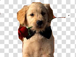 yellow Labrador puppy biting red rose flower transparent background PNG clipart