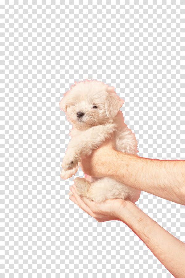 SA Y PEOPLE, person carrying white Maltese puppy transparent background PNG clipart