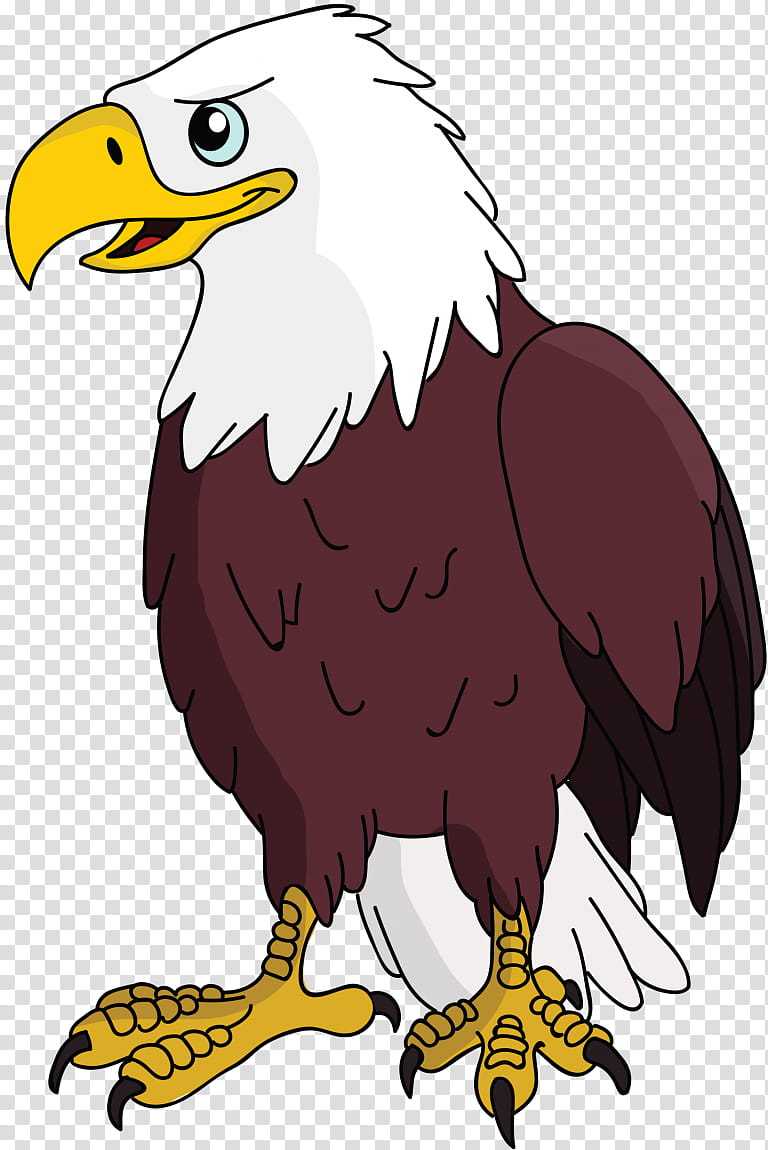 Sea Bird, Bald Eagle, Whitetailed Eagle, Drawing, Falcon, Hawk, Vulture, Beak transparent background PNG clipart