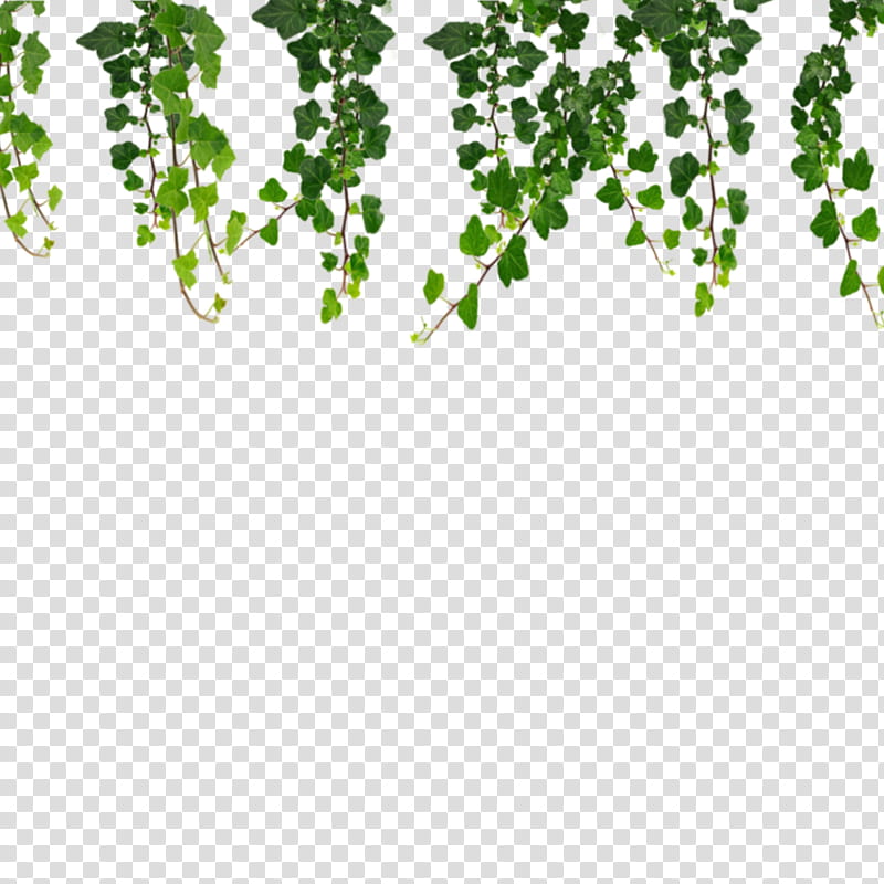 Green Leaf, Drawing, Vine, Common Ivy, Plant transparent background PNG clipart