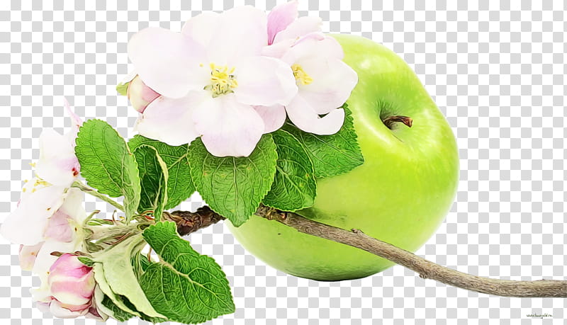 flower plant pink apple leaf, Watercolor, Paint, Wet Ink, Petal, Fruit, Blossom, Malus transparent background PNG clipart