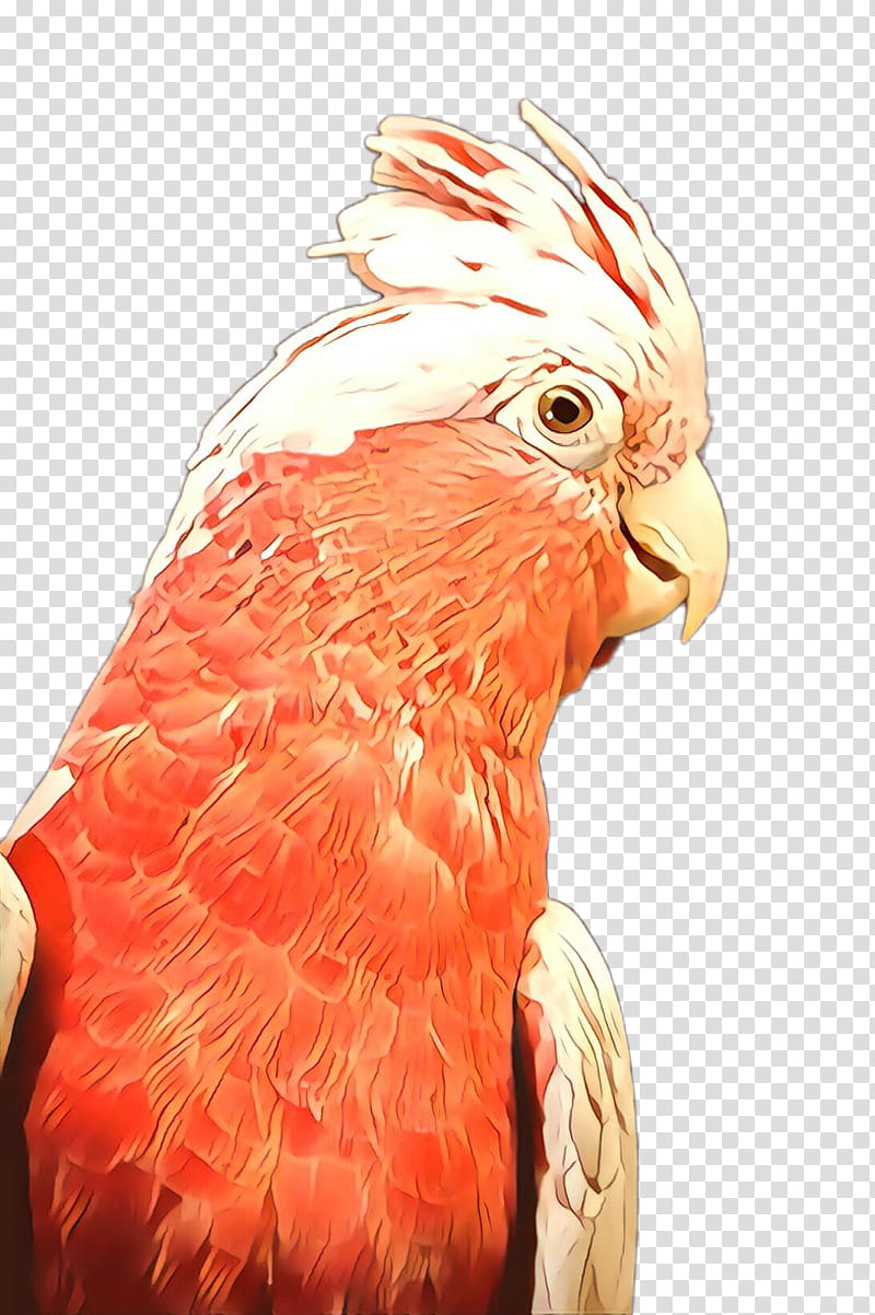 Feather, Bird, Beak, Parrot, Cockatoo, Comb, Macaw transparent background PNG clipart