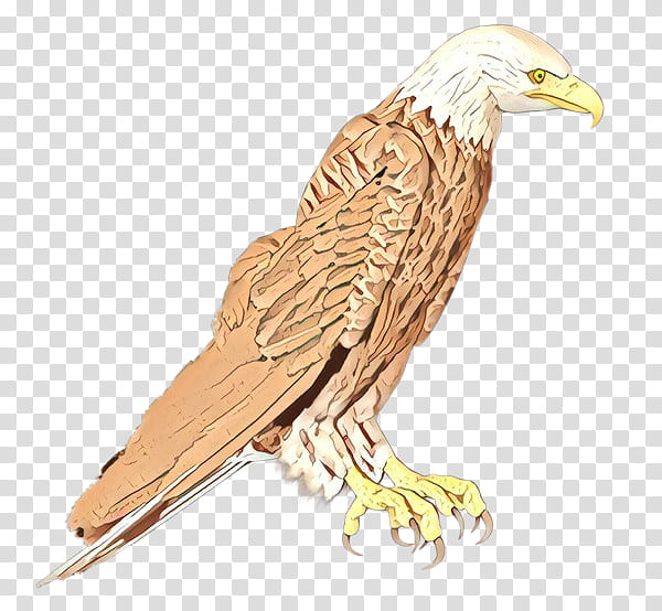 Eagle, Cartoon, Bald Eagle, Hawk, Vulture, Beak, Falcon, Feather transparent background PNG clipart