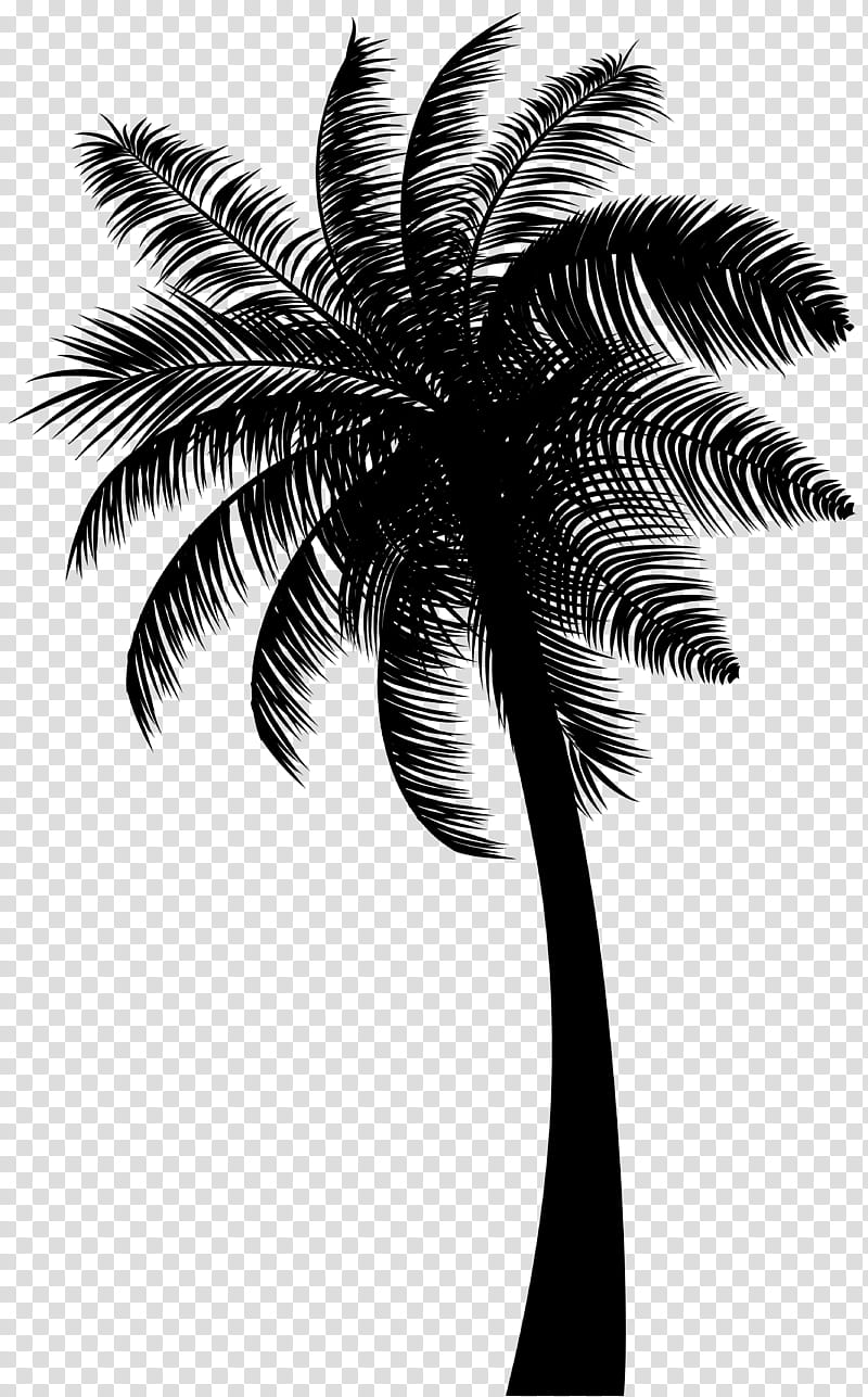 Palm Tree Silhouette, Asian Palmyra Palm, Babassu, Coconut, Black White M, Palm Trees, Date Palm, Leaf transparent background PNG clipart