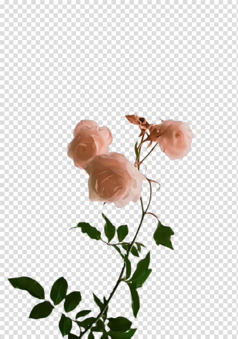 Rose, Flower, Plant, Pink, Prickly Rose, Rosa Rubiginosa, Rose Family, Flowering Plant transparent background PNG clipart