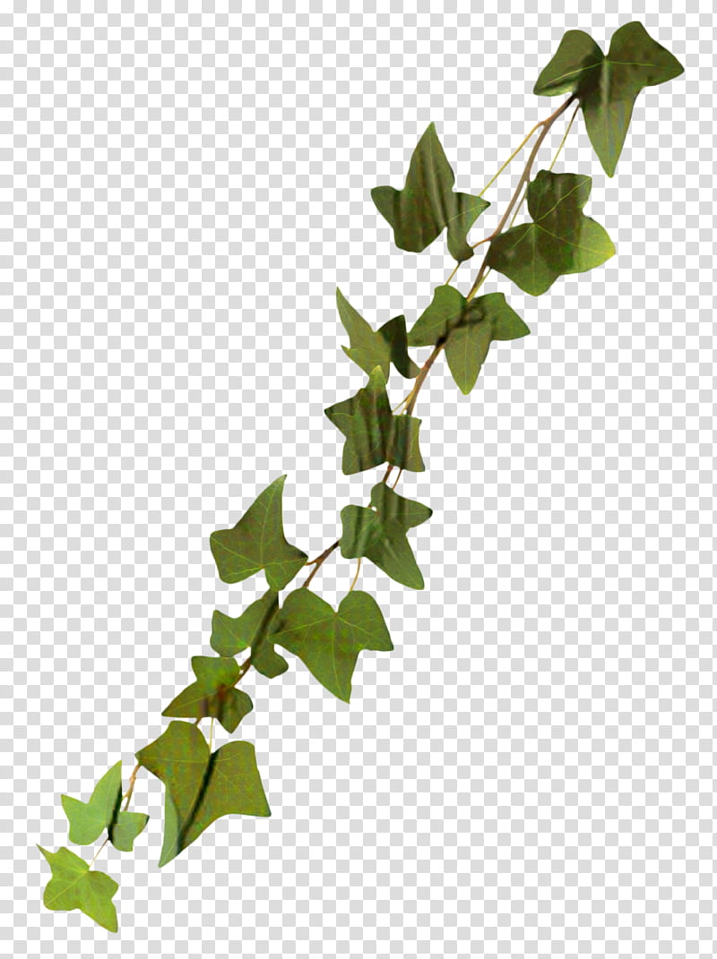 Family Tree, Common Ivy, Vine, Sasuke Uchiha, Araliaceae, Leaf, Flower, Plant transparent background PNG clipart