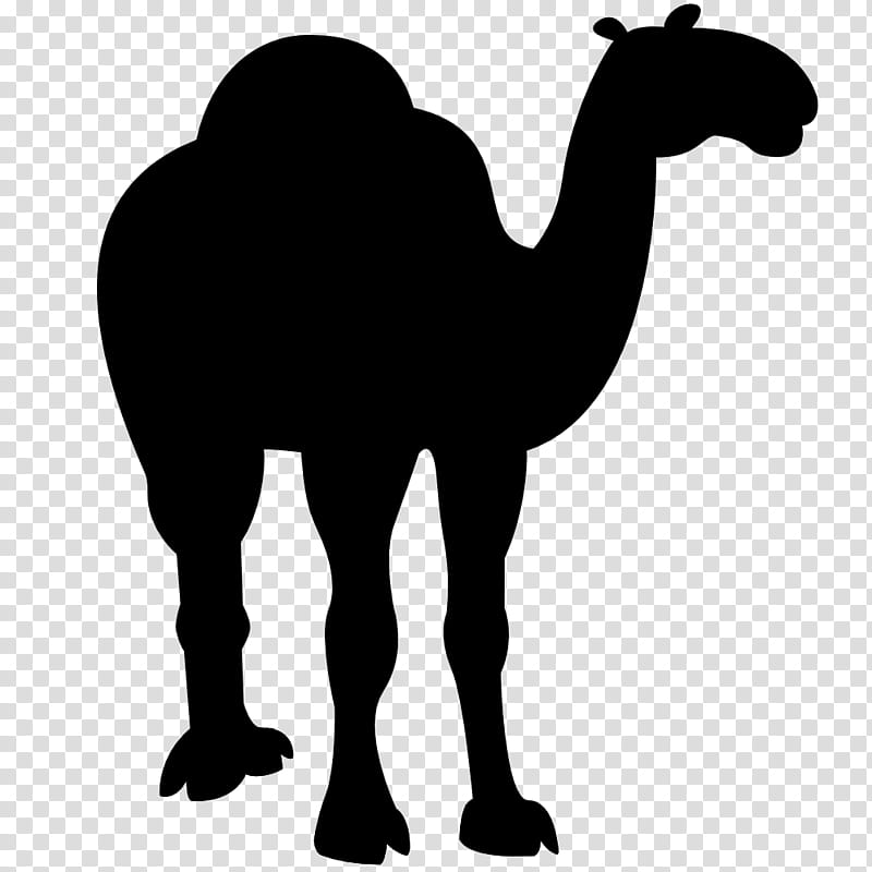 Animal, Dromedary, Horse, Bactrian Camel, Black White M, Silhouette, Snout, Camelid transparent background PNG clipart