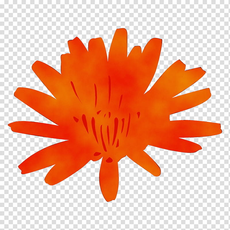 Orange, Watercolor, Paint, Wet Ink, English Marigold, Flower, Petal, Plant transparent background PNG clipart