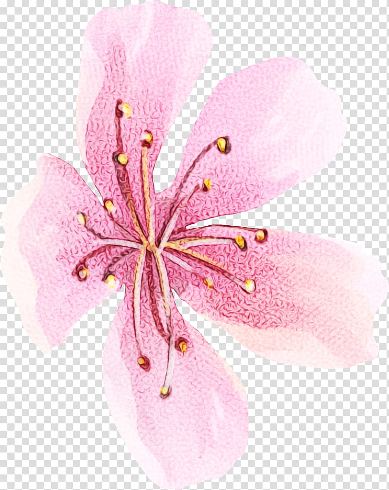 Pink Flower, Pink M, Closeup, Lily M, Petal, Plant, Hibiscus, Geranium transparent background PNG clipart